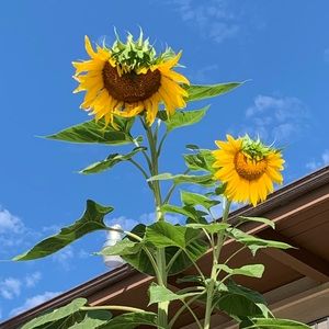 Meet your Posher, Yesenia